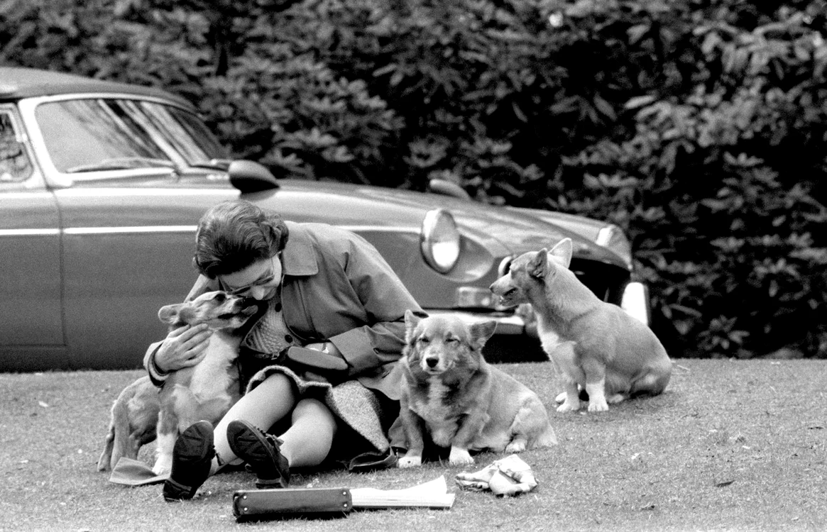 Corgi cainii Reginei (11) jpg