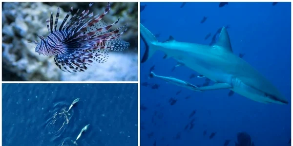 creaturi marine periculoase foto colaj Click