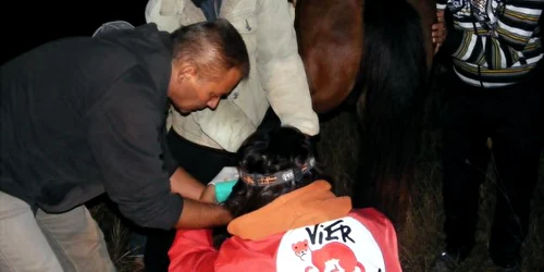 calul a fost adus la Bucureşti unde va fi operat