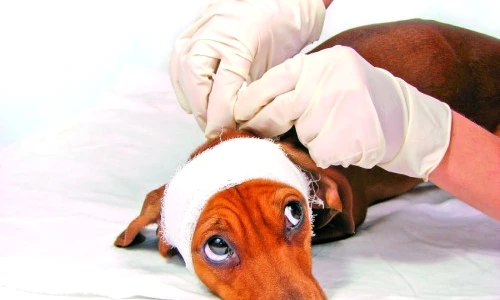 1 46584 original jpg jpeg