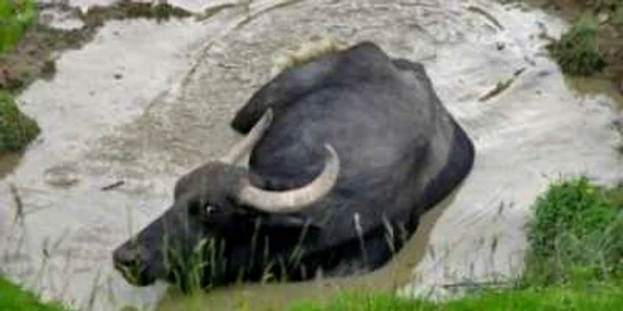 Târgu-Jiu: Vacă salvată de pompierii gorjeni