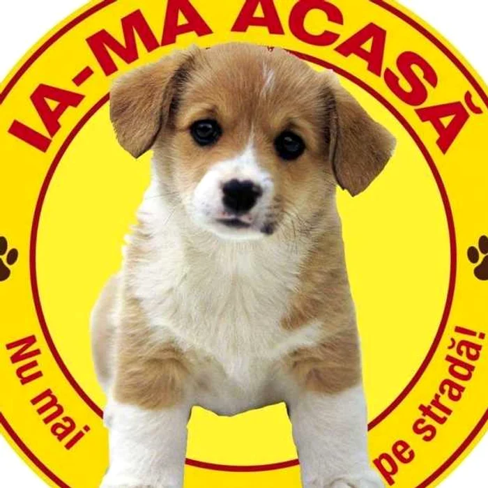 Adăpostul de Animale dinCălăraşi îşi restrânge activitatea FOTO Facebook/PMC