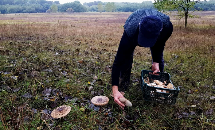 Culegătorii de ciuperci au invadat pieţele din Oradea