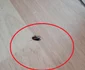 Imagini de la controlul din Azilul Casanova din Râmnicu Vâlcea Sursă Adevărul jpeg