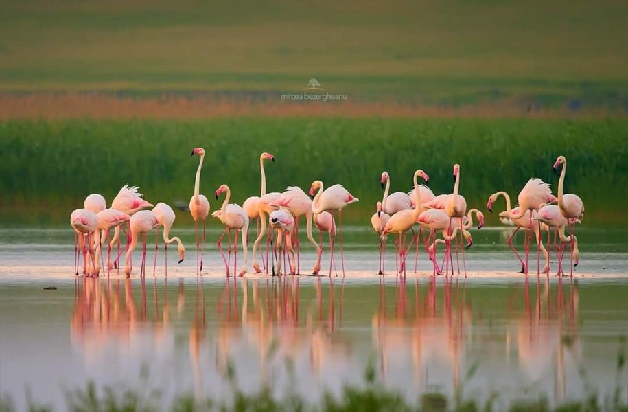 De ce păsările flamingo, care fug de războiul din regiune, nu cuibăresc în România. Zeci de păsări flamingo, au poposit pentru câteva zile la Constanța VIDEO