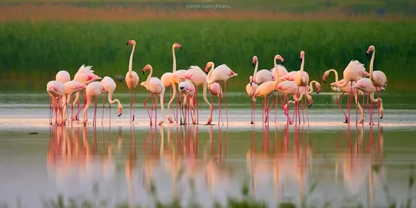 Flamingo FOTO Mircea Bezegheanu 
