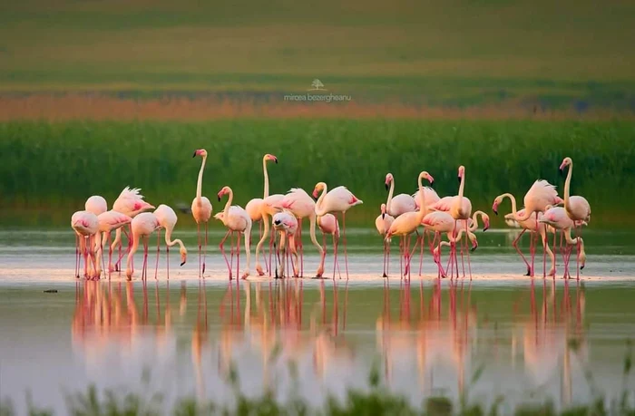 Flamingo, apariţie de senzaţie în Dobrogea FOTO Mircea Bezegheanu