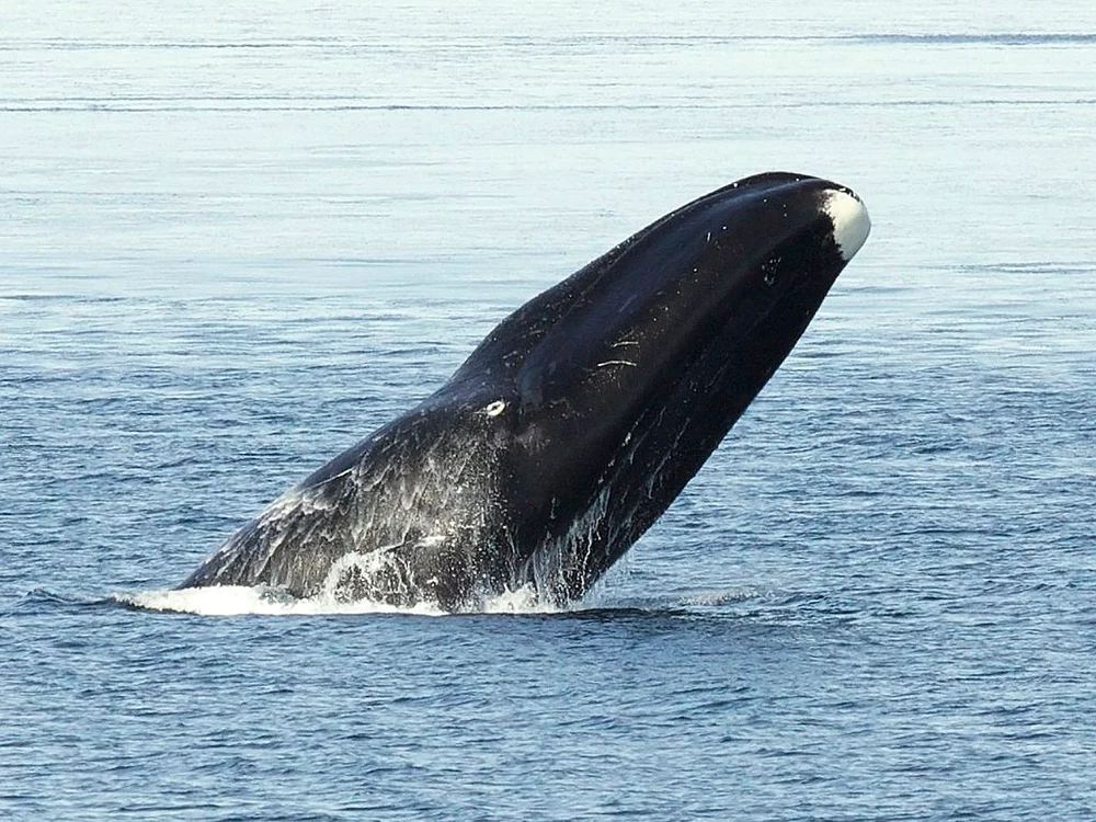 Balena de Groenlanda/FOTO: Wikipedia