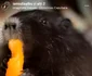 Nutria adoptată de Iulia Albu / Sursa: Instagram