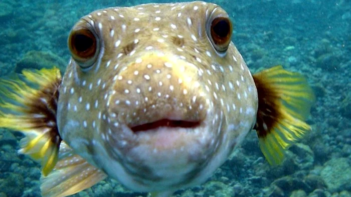 
    Peștii au sentimente  