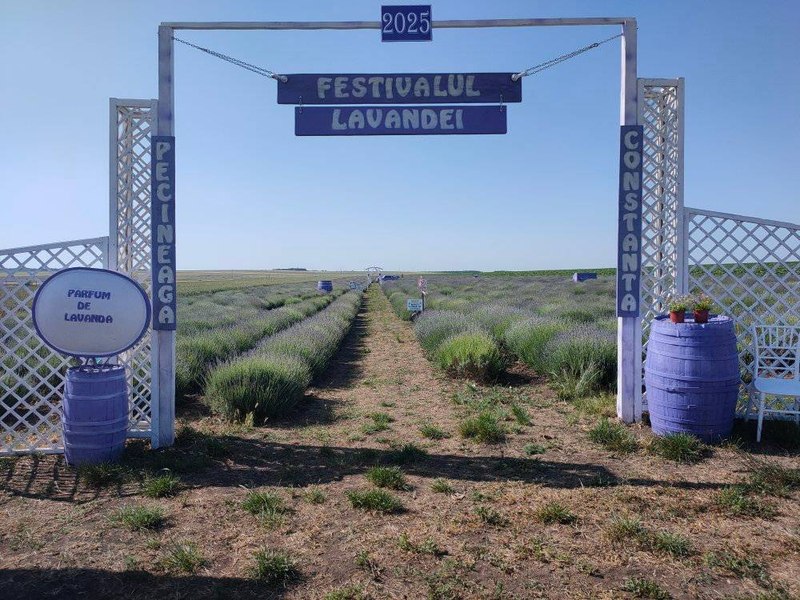 Festivalul Lavandei Pecineaga: o evadare perfectă în inima naturii și ocazia unei ședințe foto profesionale unice