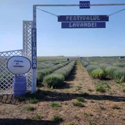 festivalul lavandei pecineaga FOTO Facebook Parfum de Lavandă9 n jpg