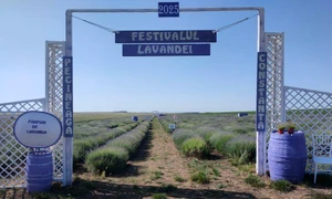 festivalul lavandei pecineaga FOTO Facebook Parfum de Lavandă9 n jpg