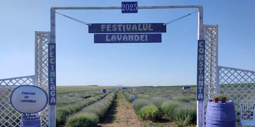 festivalul lavandei pecineaga FOTO Facebook Parfum de Lavandă9 n jpg