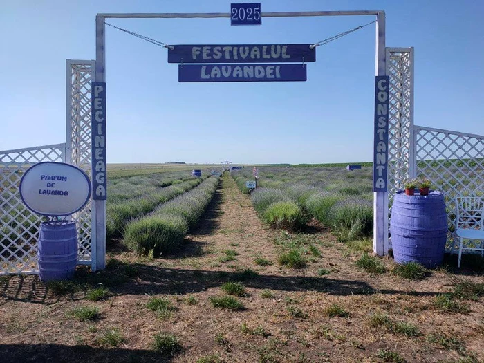 Festivalul Lavandei vă așteaptă până la sfârșitul lunii FOTO Facebook Parfum de Lavandă