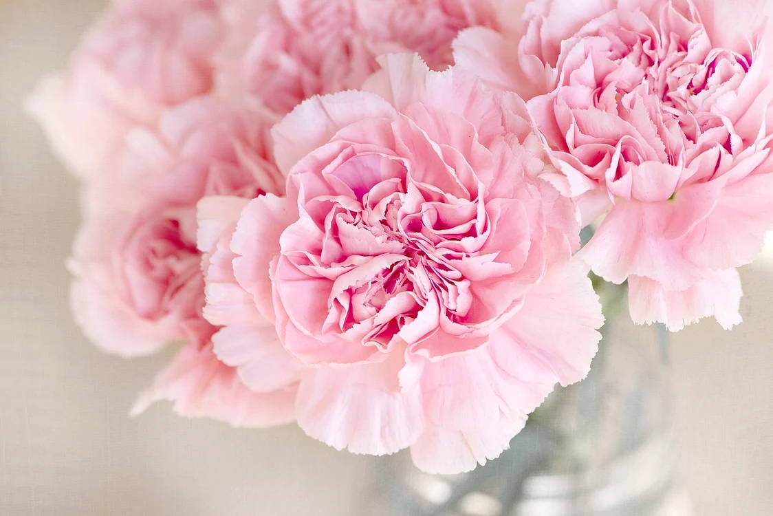 Zahărul și oțetul ajută florile în vază să trăiască mai mult / foto: Pixabay