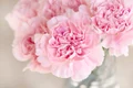 carnation 1325012 1280 jpg