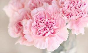 carnation 1325012 1280 jpg