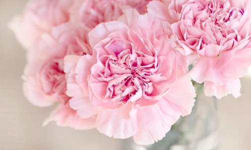 carnation 1325012 1280 jpg