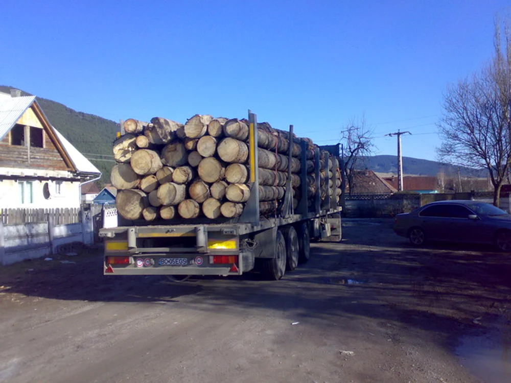 Ancheta vizează defrişările ilegale