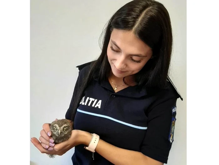 Cucuveaua a fost dusă la o clinică veterinară. Foto: IPJ Alba