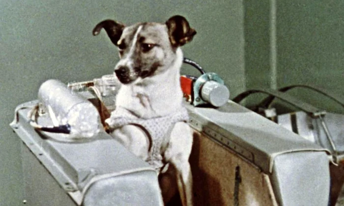 Laika   eroina din spațiu  Din poveștile programului spațial sovietic și necunoscutele sale jpeg