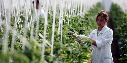 Odată cu fondurile ENPARD ar putea apărea mai multe sere