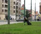 Protest inedit cu zebre în Piaţa Bălcesscu