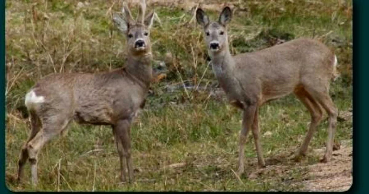  Animalele au rămas în grija bărbatului