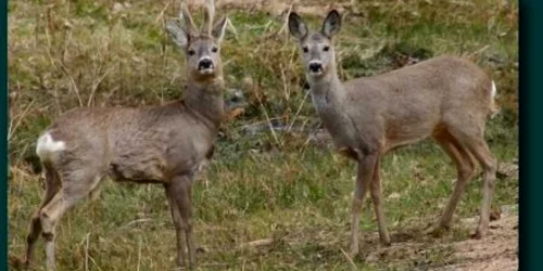  Animalele au rămas în grija bărbatului