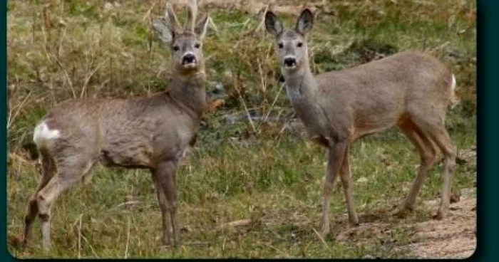  Animalele au rămas în grija bărbatului