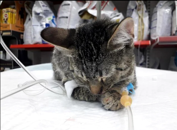 
    Pisica rănită a fost diagnosticată cu traumatism cranian, traumatism abdominal, hemoragie internă, fiind suspectă de ruptură de diafragmăFoto: monitorulsv.ro  