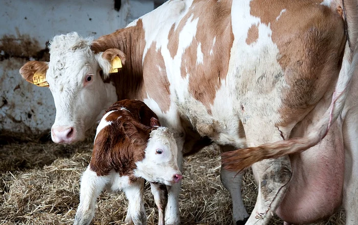 Vaci mai puține în satele moldovenești FOTO: arhiva