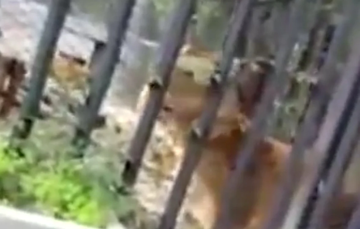 
    Tânărul care a încercat să se sinucidă aruncându-se în cușca leilor este un fost militarFoto captură foto/Youtube  