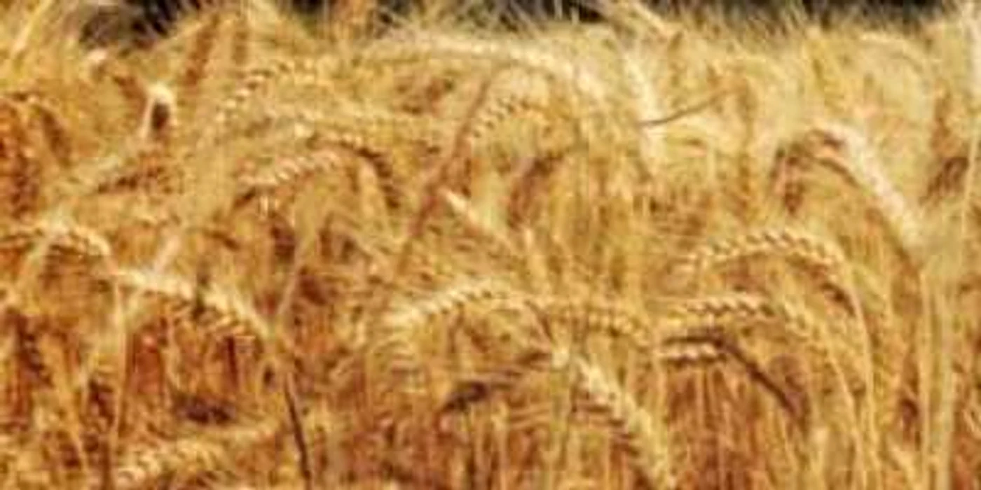 Braşov: Ploile au „îmbogăţit“ recolta de la Braşov