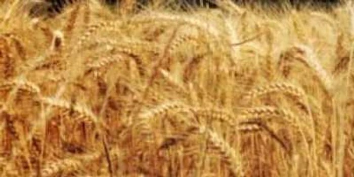 Braşov: Ploile au „îmbogăţit“ recolta de la Braşov