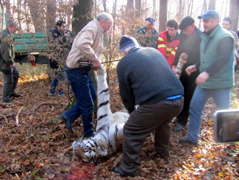 Tigrul evadat de la Grădina Zoologică Sibiu a fost împuşcat mortal