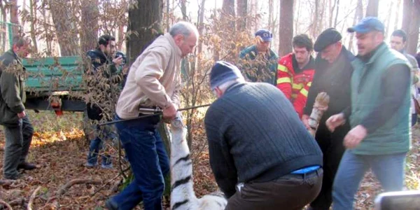 Tigrul evadat de la Grădina Zoologică Sibiu a fost împuşcat mortal