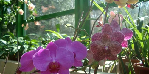 Pavilionul Grădinii Botanice dedicat orhideelor şi ferigilor tropicale, reabilitat