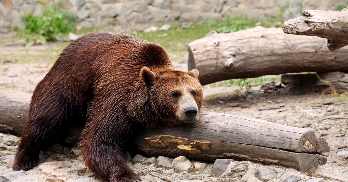 Un alt urs a atacat vineri două persoane în judeţul Argeş FOTO: Mediafax