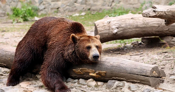 Un alt urs a atacat vineri două persoane în judeţul Argeş FOTO: Mediafax