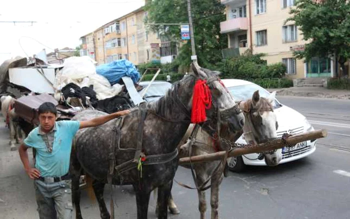 Ciucurii roşii nu i-au scăpat pe căruţaşi de necazuri (Foto: Florin Chirica)