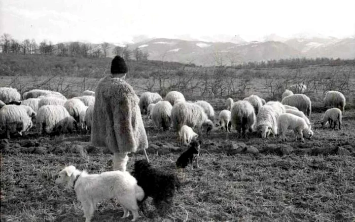 Un nobil maghiar s-a deghizat în cioban pentru a spiona Transilvania 