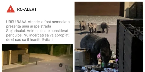 Ursii au speriat o femeie inainte de mesajul glumet de pe RO-Alert FOTO brasov.net