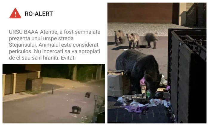 Ursii au speriat o femeie înainte de transmiterea mesajului glumeţ de pe RO-Alert FOTO brasov.net