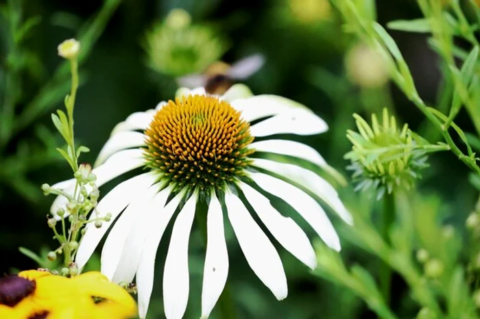 Echinaceea este foarte ușor de îngrijit / foto: Freepik