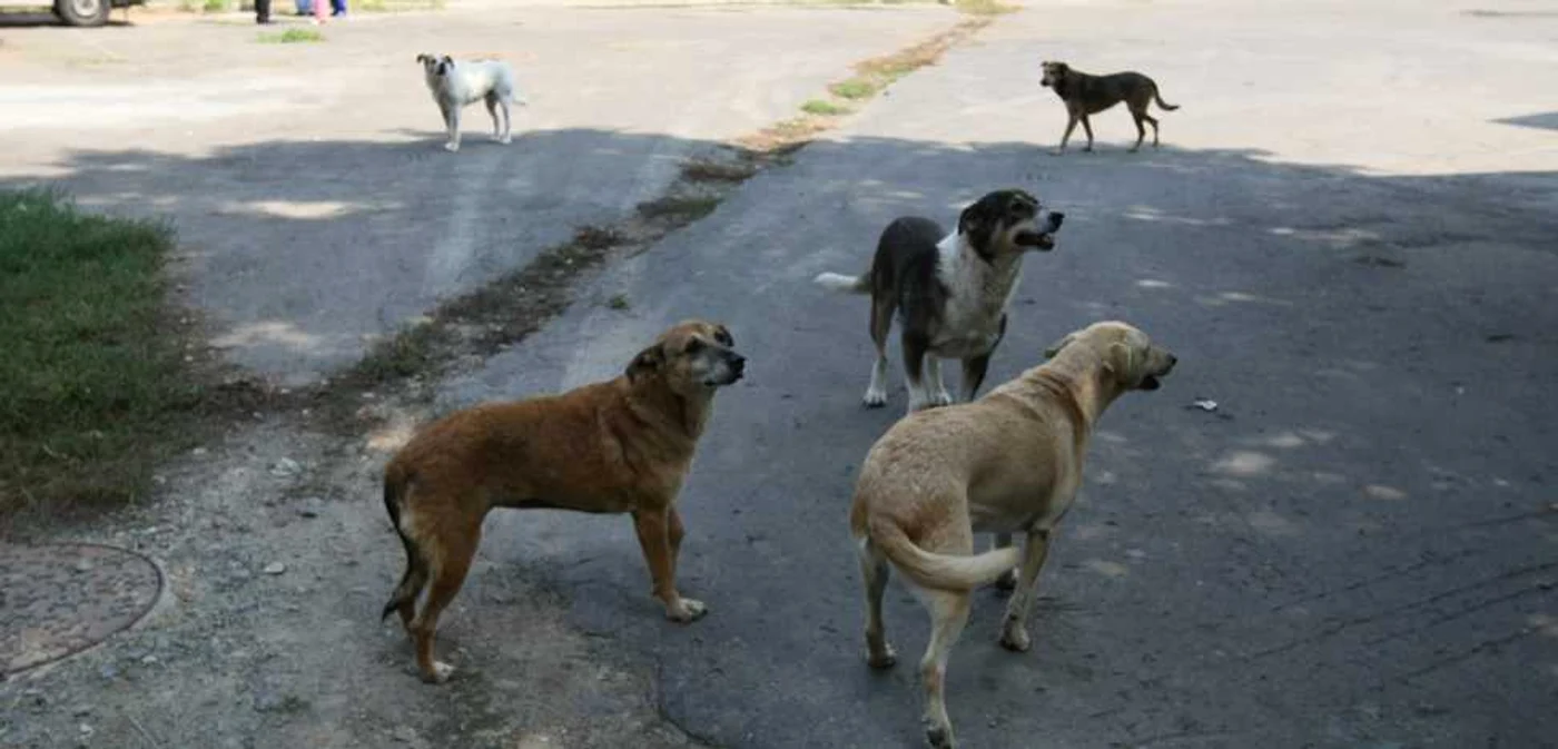 Foto: Dorin Constanda