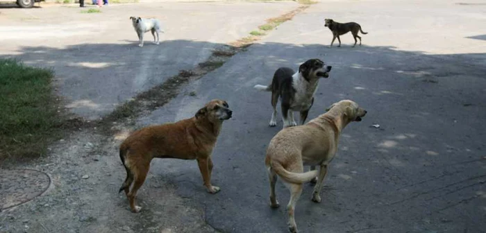 În Capitală sunt aproximativ 65.000 de câini maidanezi. FOTO Dorin Costanda