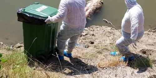 Cadavrul unui porc în râul Mureş