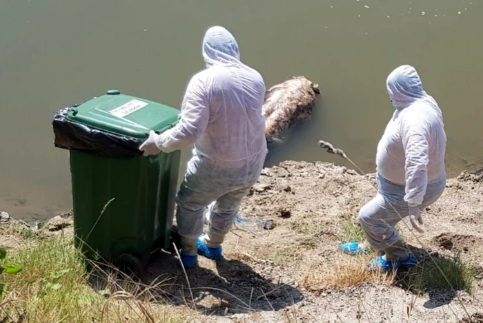 Cadavrul unui porc domestic a fost scos din râul Mureş FOTO Aradon.ro